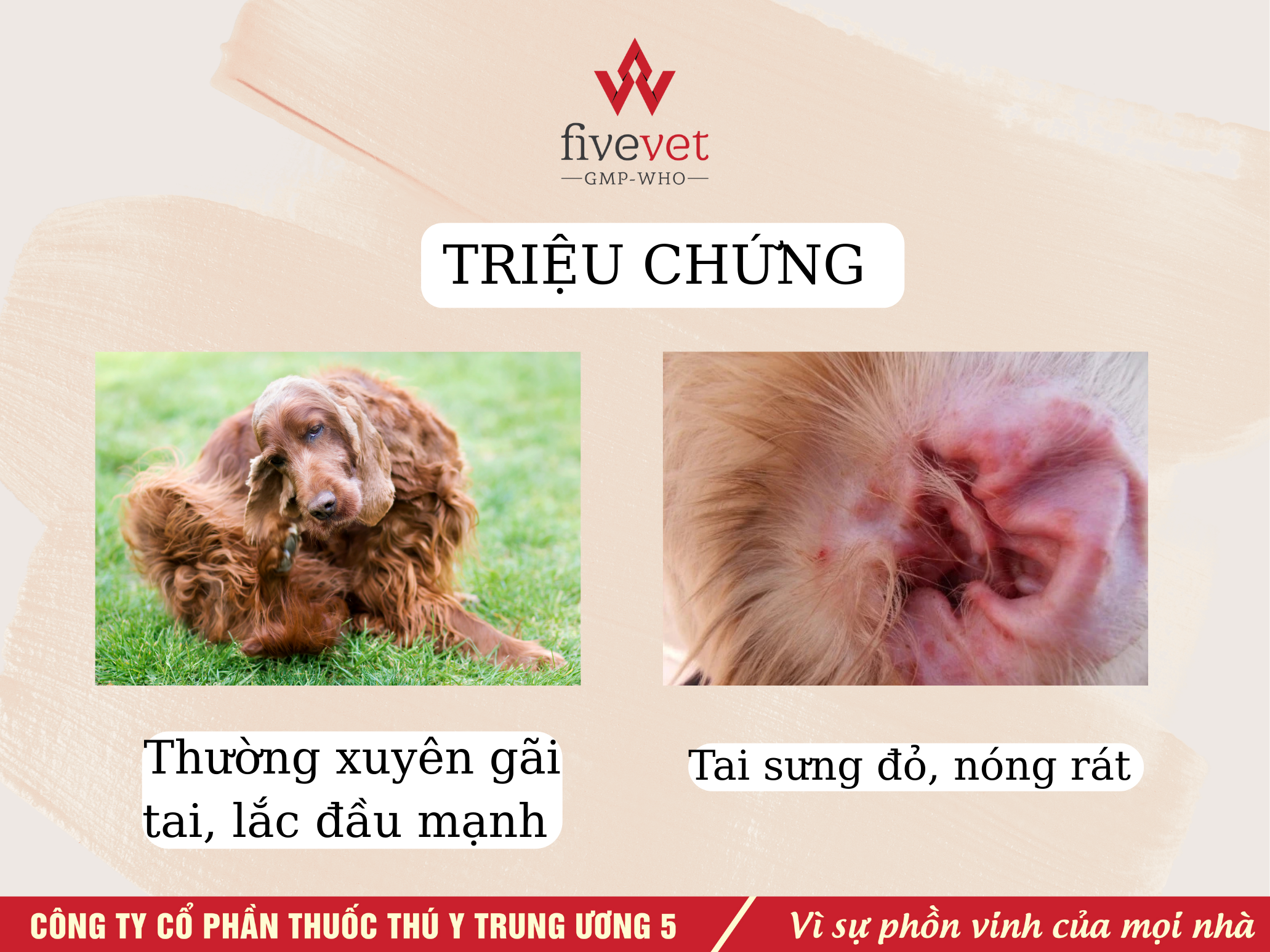 Fivevet - Công ty CP thuốc thú y Trung Ương 5 • VIÊM TAI Ở CHÓ MÈO ...